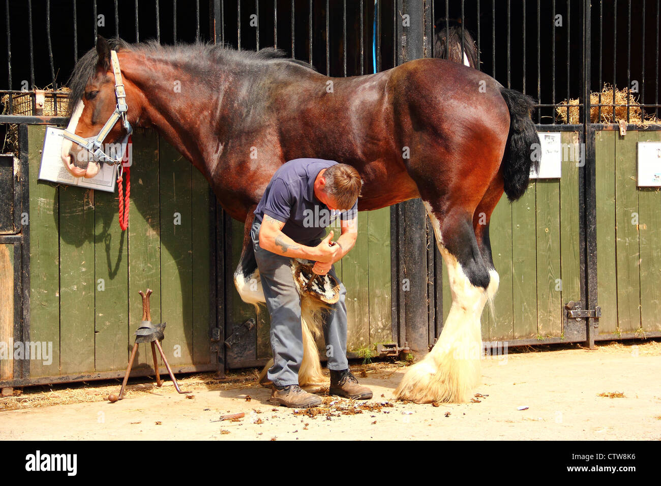farrier working on shire horse Stock Photo Alamy