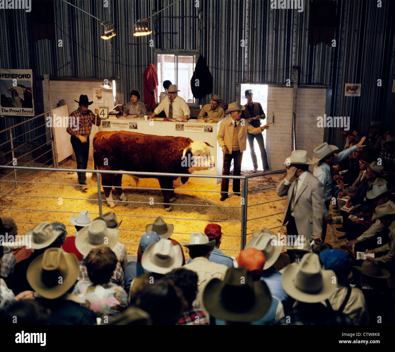 Cattle auction pen hi-res stock photography and images - Alamy
