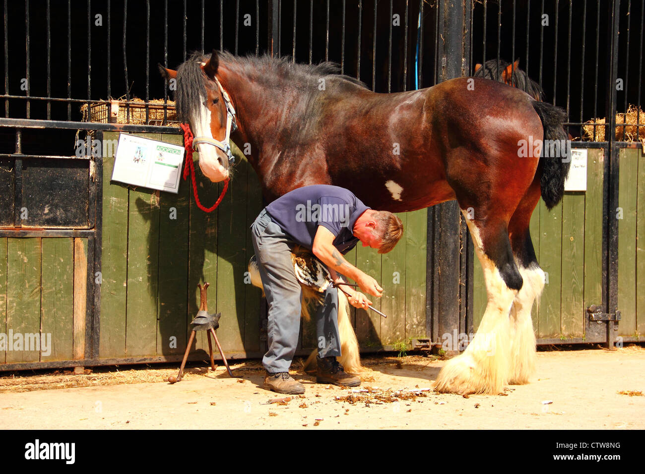 farrier working on shire horse Stock Photo Alamy