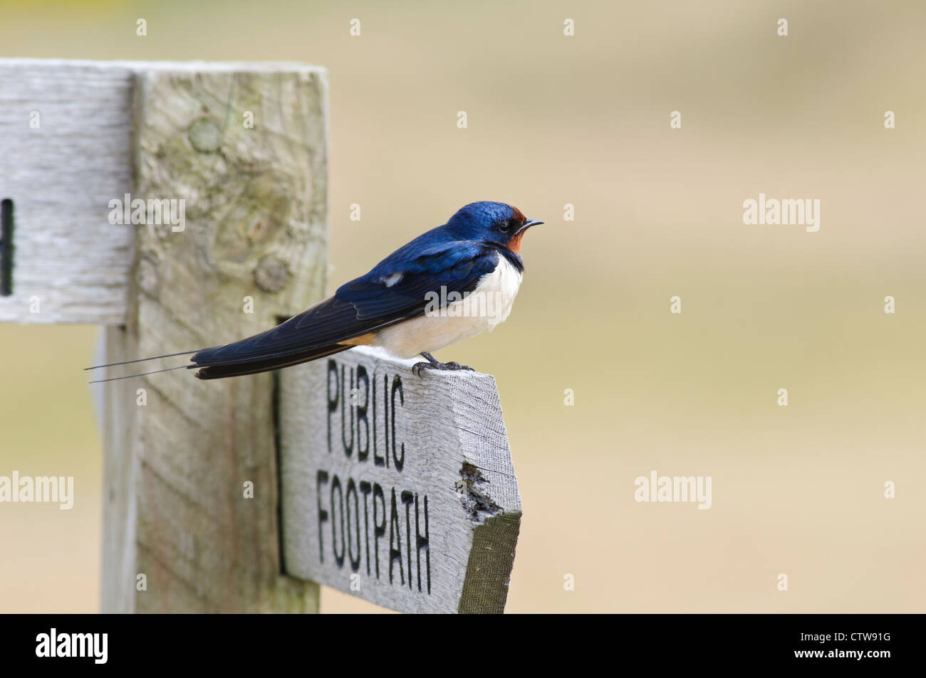 An adult barn swallow (Hirundo rustica) perched on the wooden signpost near the sluice at RSPB Minsmere, Suffolk. May. Stock Photo