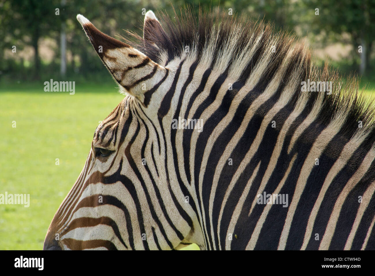 A zebras face seen up close Stock Photo