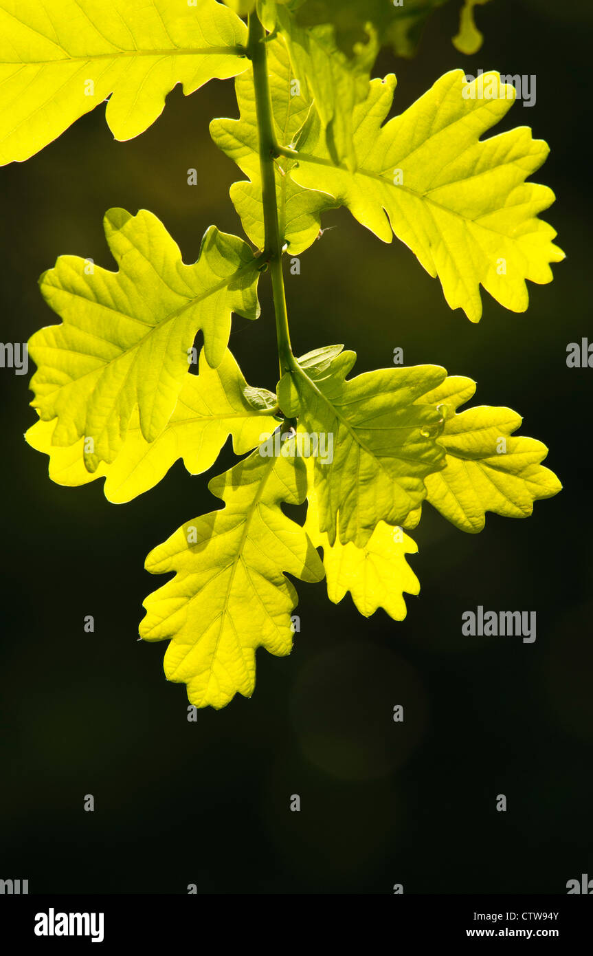 English oak quercus robur hi-res stock photography and images - Alamy
