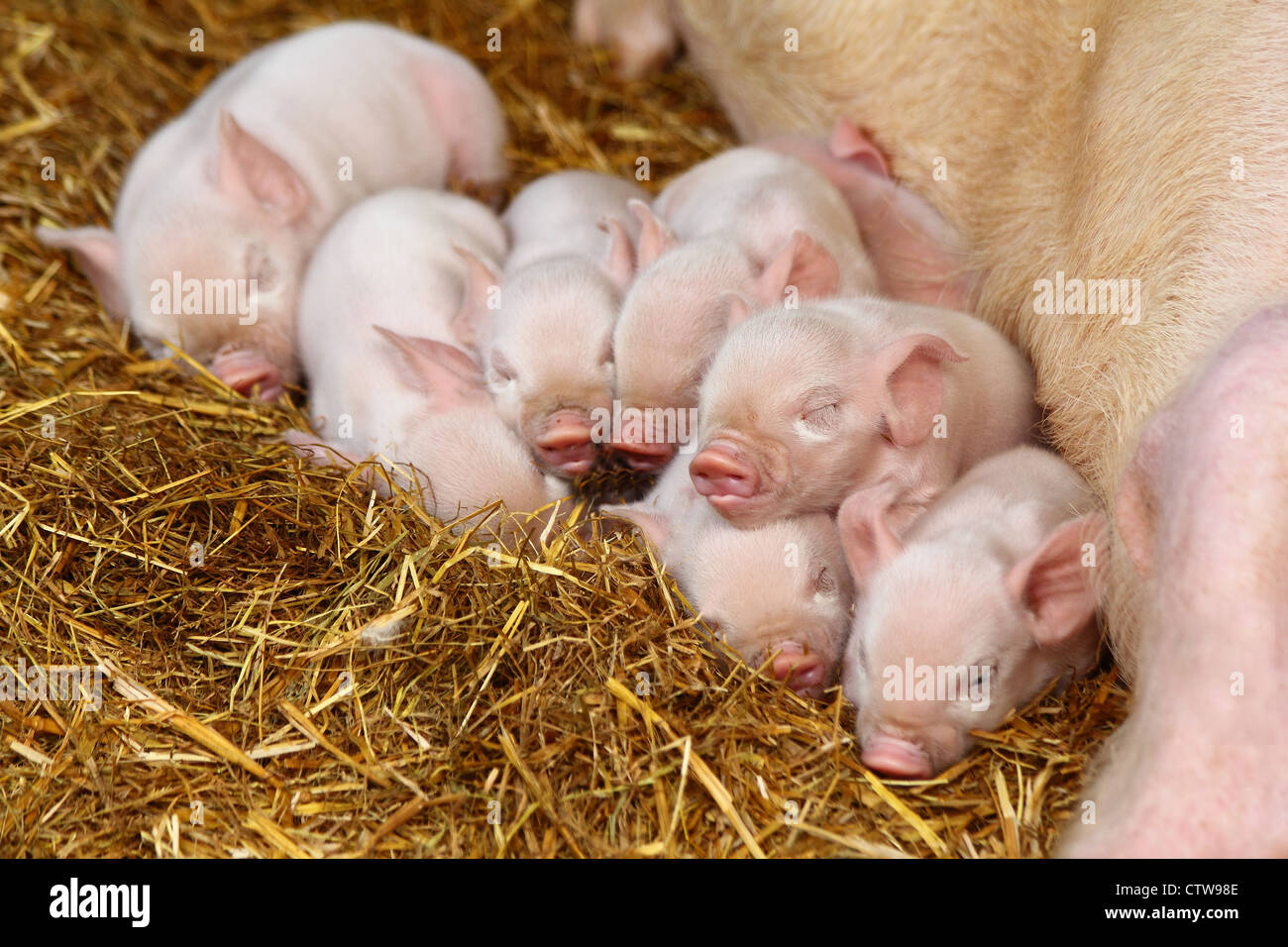 litter of piglets Stock Photo Alamy