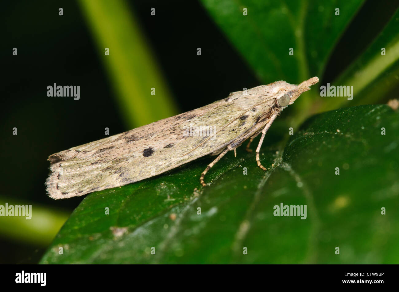 A bee moth (Aphomia sociella) perched on a leaf in a garden in Belvedere, Kent. May. Stock Photo