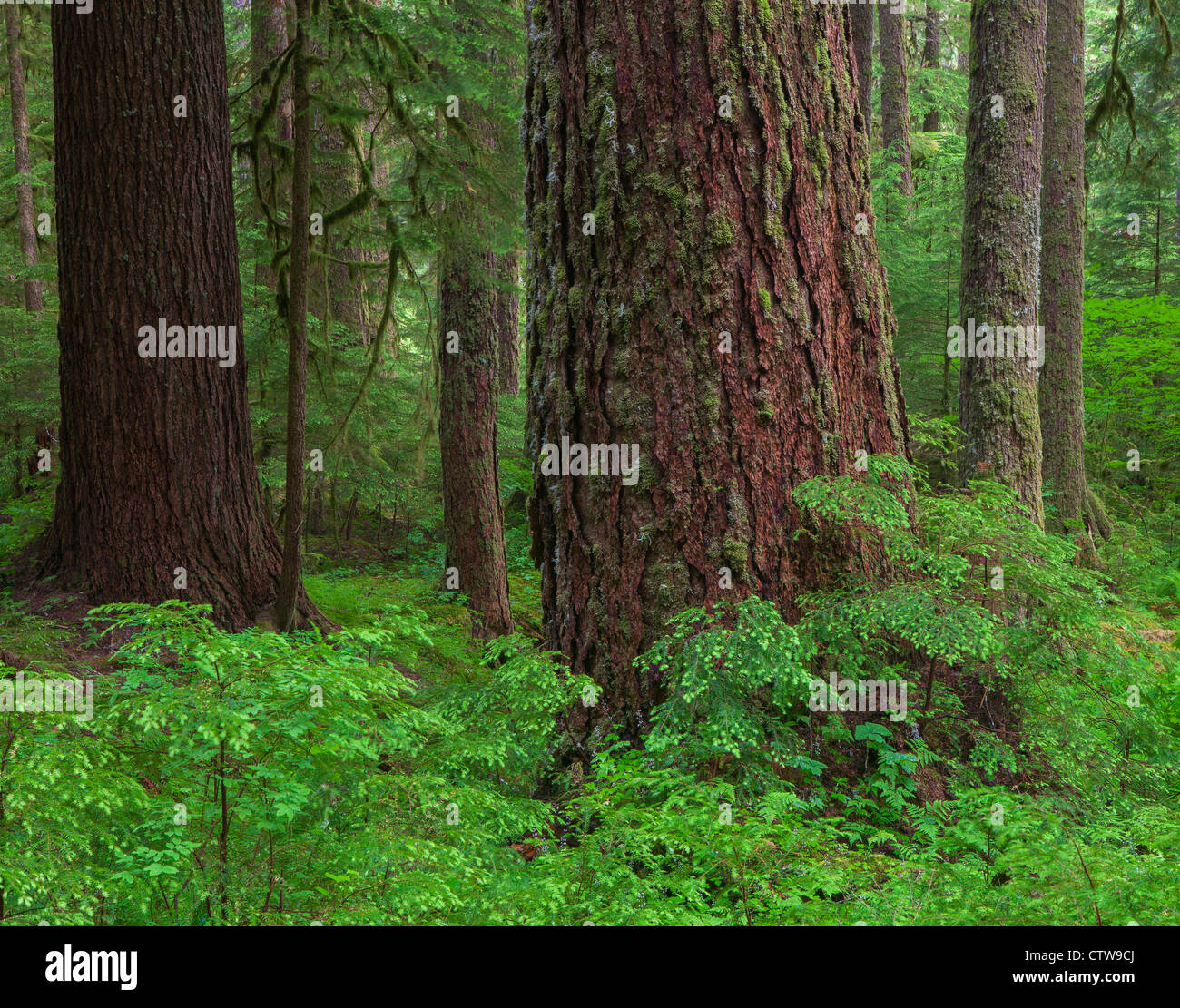 Olympic National Park, Washington Old growth trees in the temperate