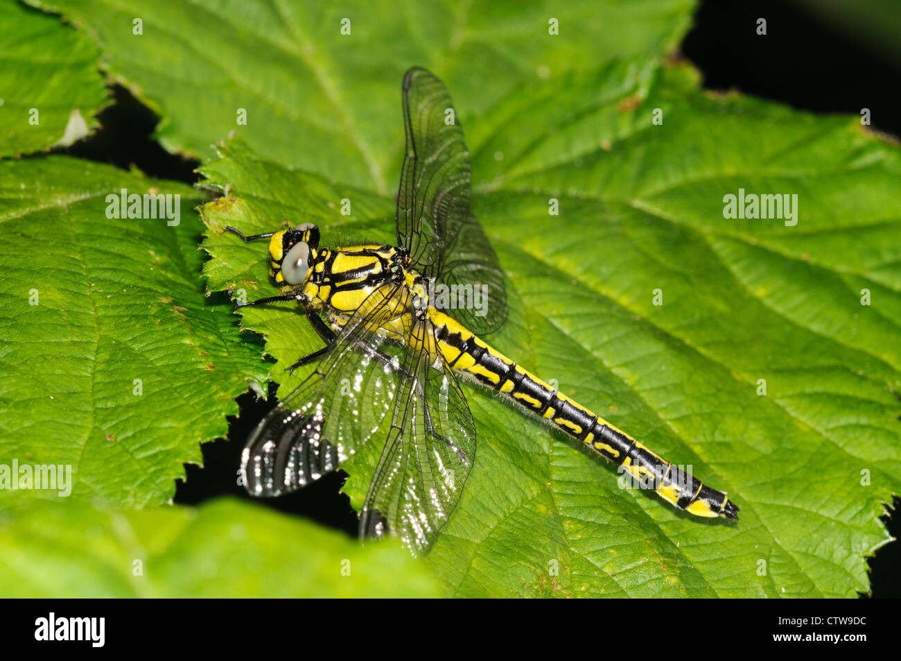 An adult female club-tailed dragonfly (Gomphus vulgatissimus) perched on a bramble leaf at Goring-on-Thames Stock Photo