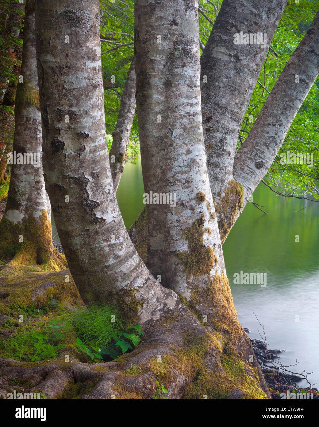 Olympic National Park, Washington: Red alder (Alnus rubra) trunks on the shore of Lake Crescent on the Olympic Peninsula Stock Photo
