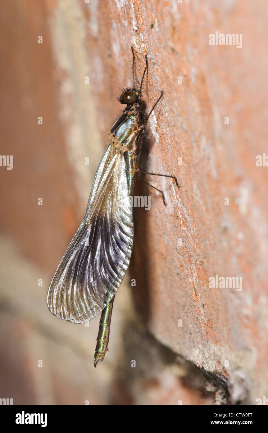 A freshly emerged banded demoiselle (Calopteryx splendens) waiting for its wings to harden. Stock Photo