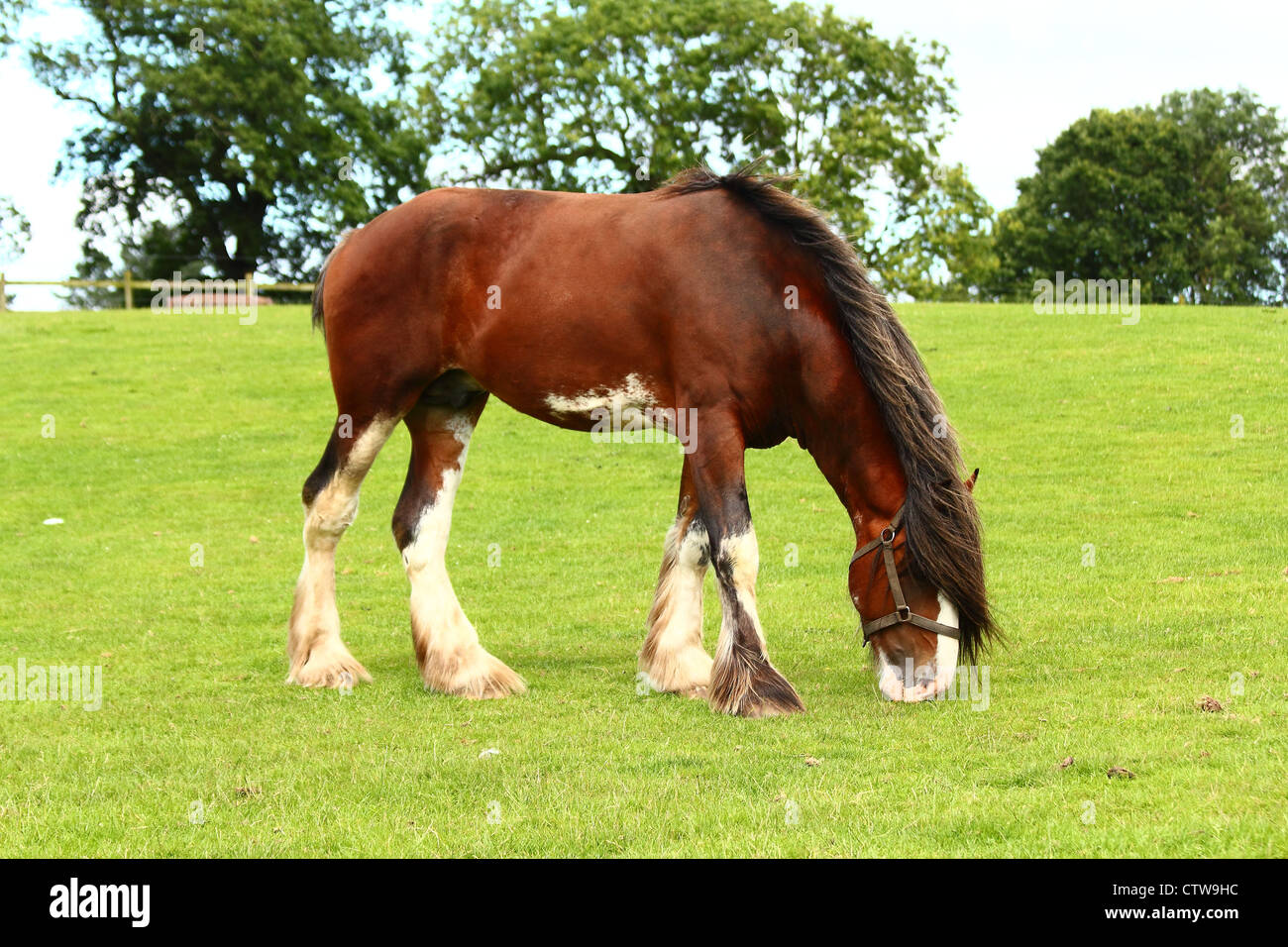 shire horse in field Stock Photo