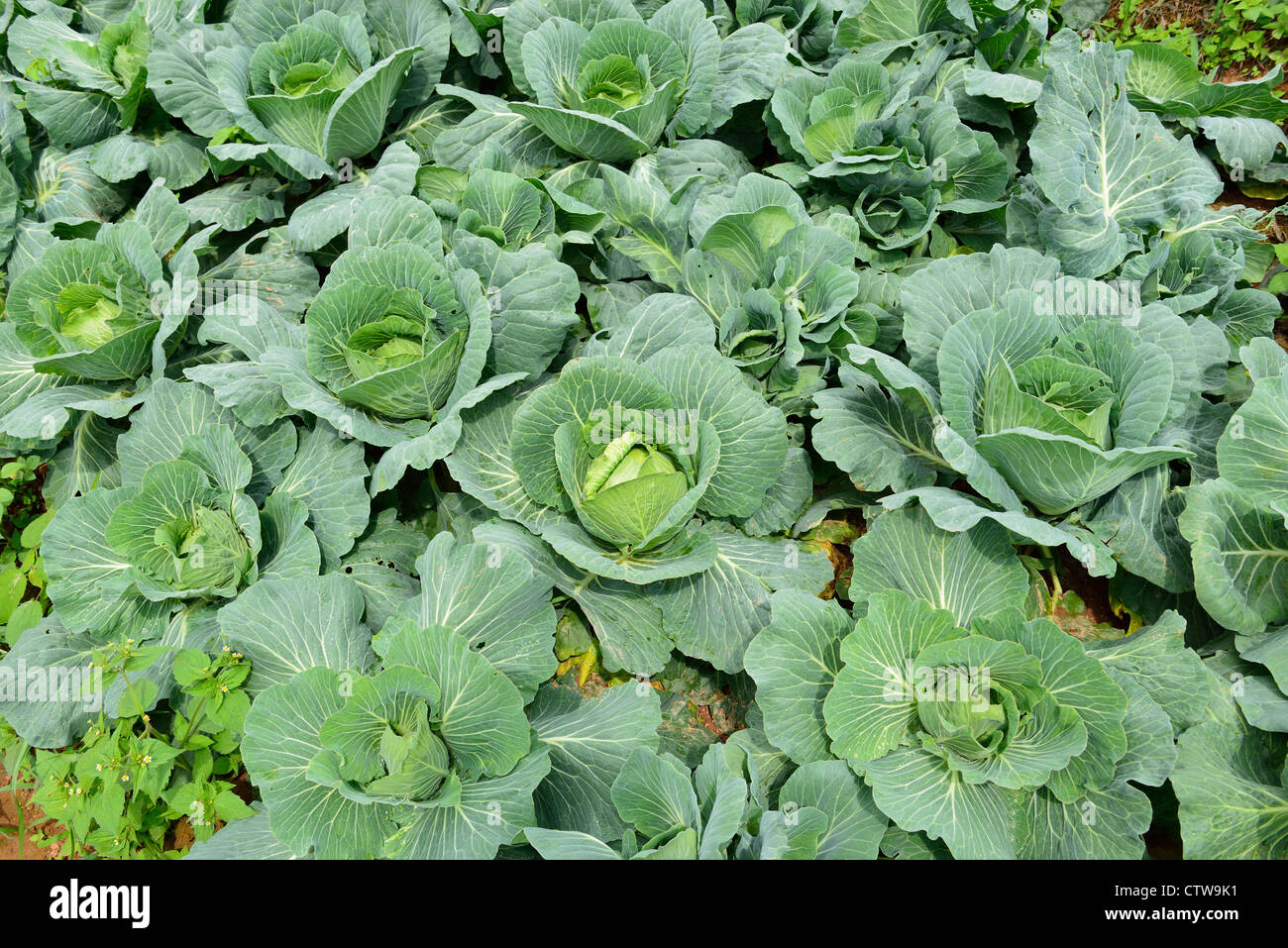 The farming cabbages are plant on the mountain at north of thailand Stock Photo