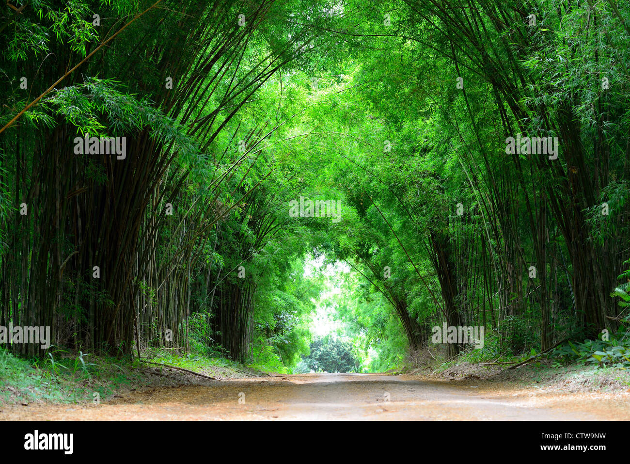 The high bamboo both side of the road bend to cover the clay road. Stock Photo