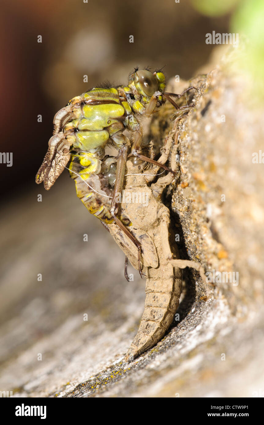 The emergence of an adult club-tailed dragonfly (Gomphus vulgatissimus) from its final larval stage. Stock Photo