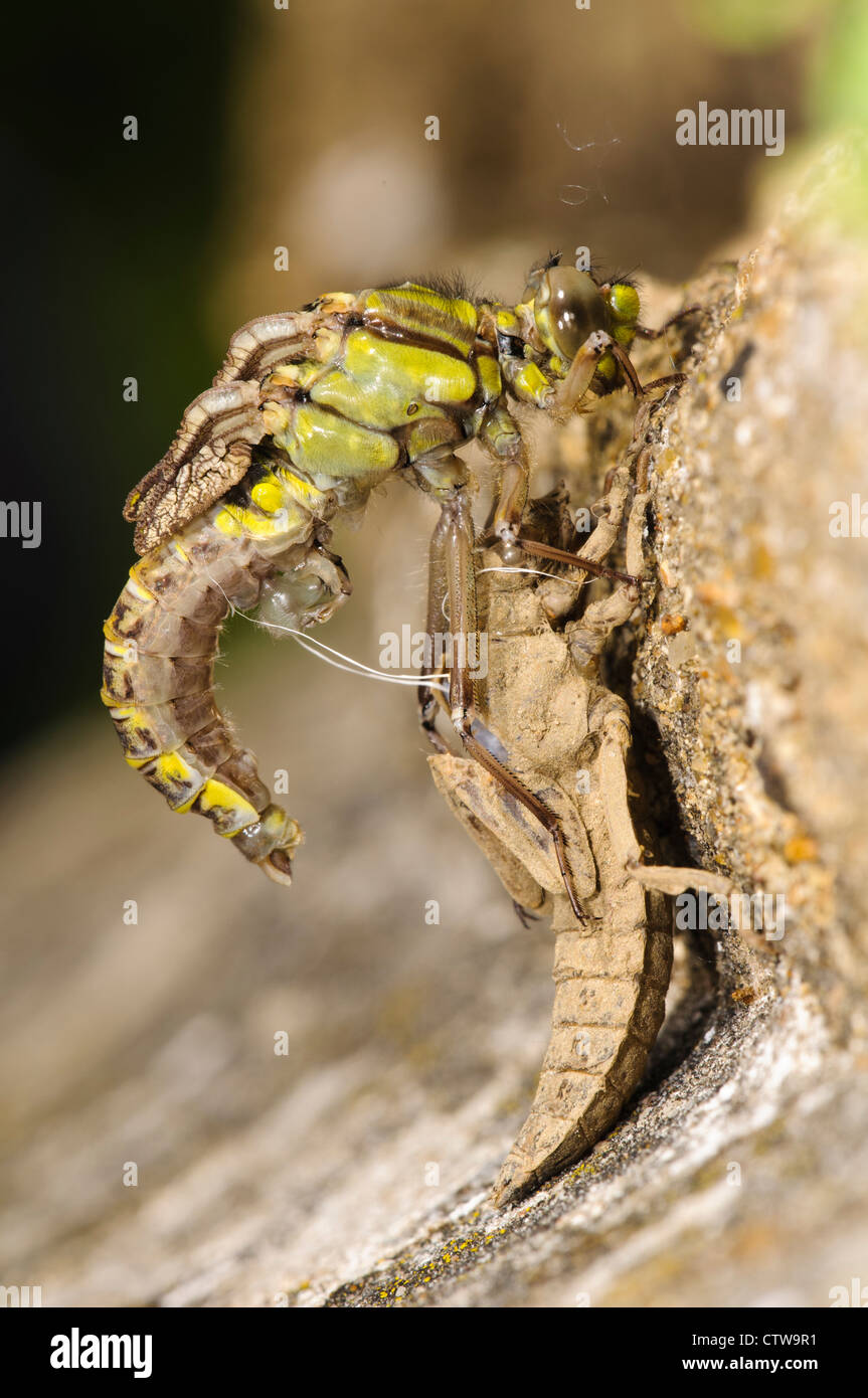 The emergence of an adult club-tailed dragonfly (Gomphus vulgatissimus) from its final larval stage. Stock Photo