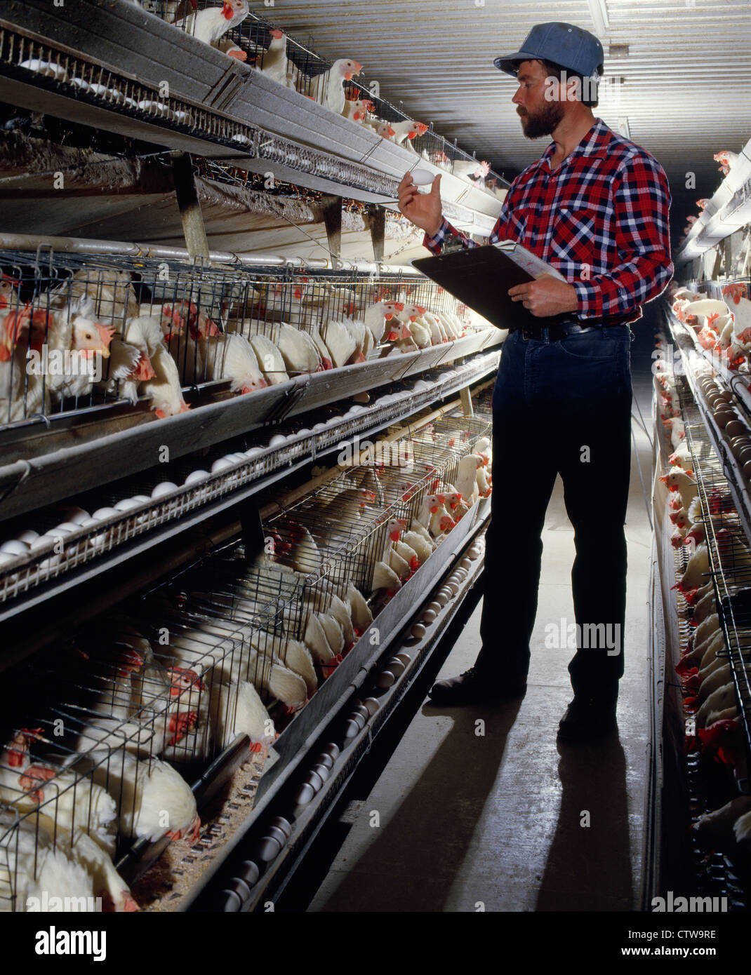 CHECKING EGGS / PENNSYLVANIA Stock Photo Alamy