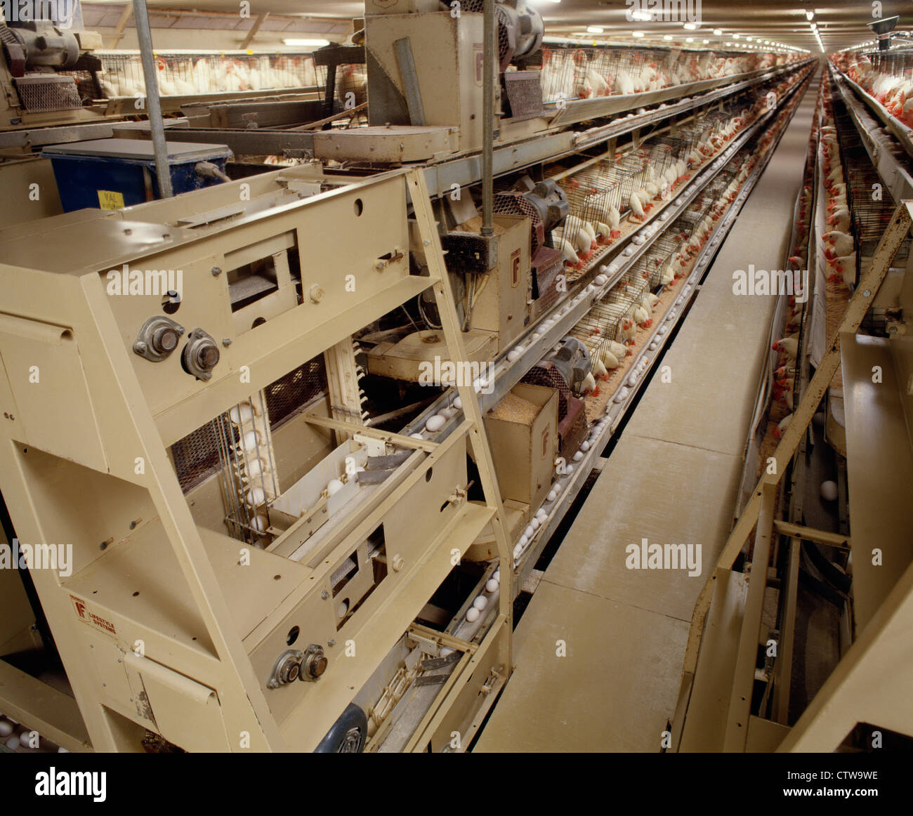 Image showcasing COMPUTERIZED EGG PRODUCTION AND COLLECTION Stock Photo - Alamy