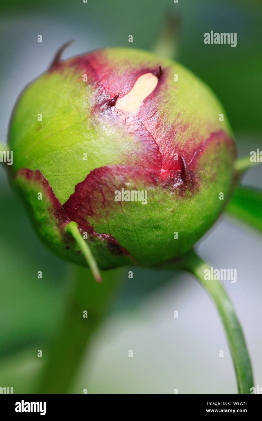 Peony bud with red and bright green encasing the flower that is very close to bursting forth. Stock Photo