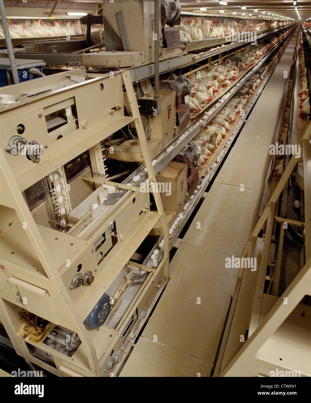 COMPUTERIZED EGG PRODUCTION AND COLLECTION Stock Photo - Alamy