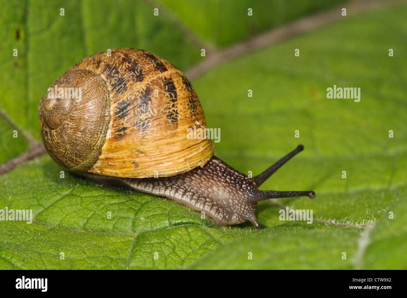 A garden snail (Cornu aspersum) on a leaf at Goring-on-Thames, south Oxfordshire. May. Stock Photo