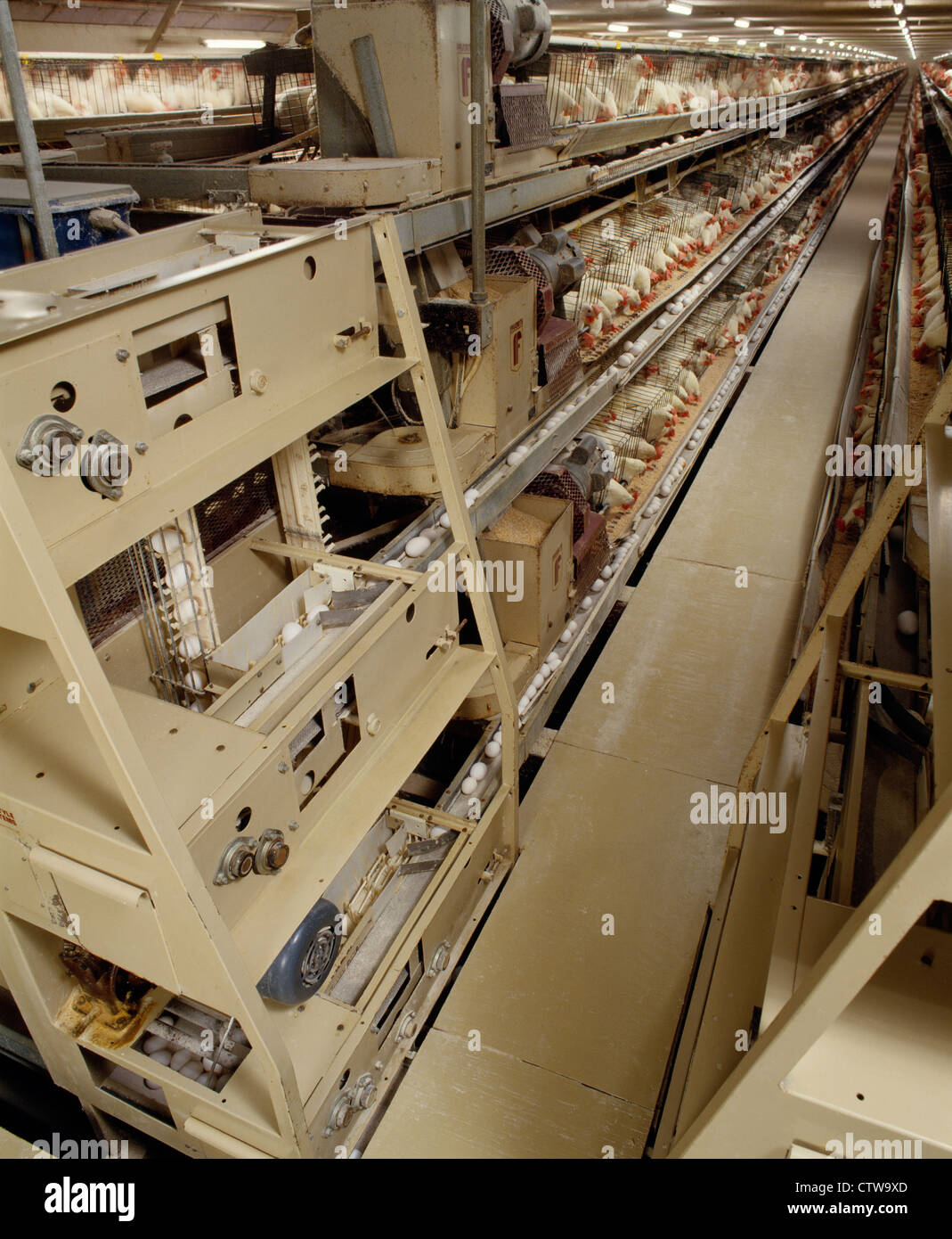 Image showcasing COMPUTERIZED EGG PRODUCTION AND COLLECTION Stock Photo - Alamy