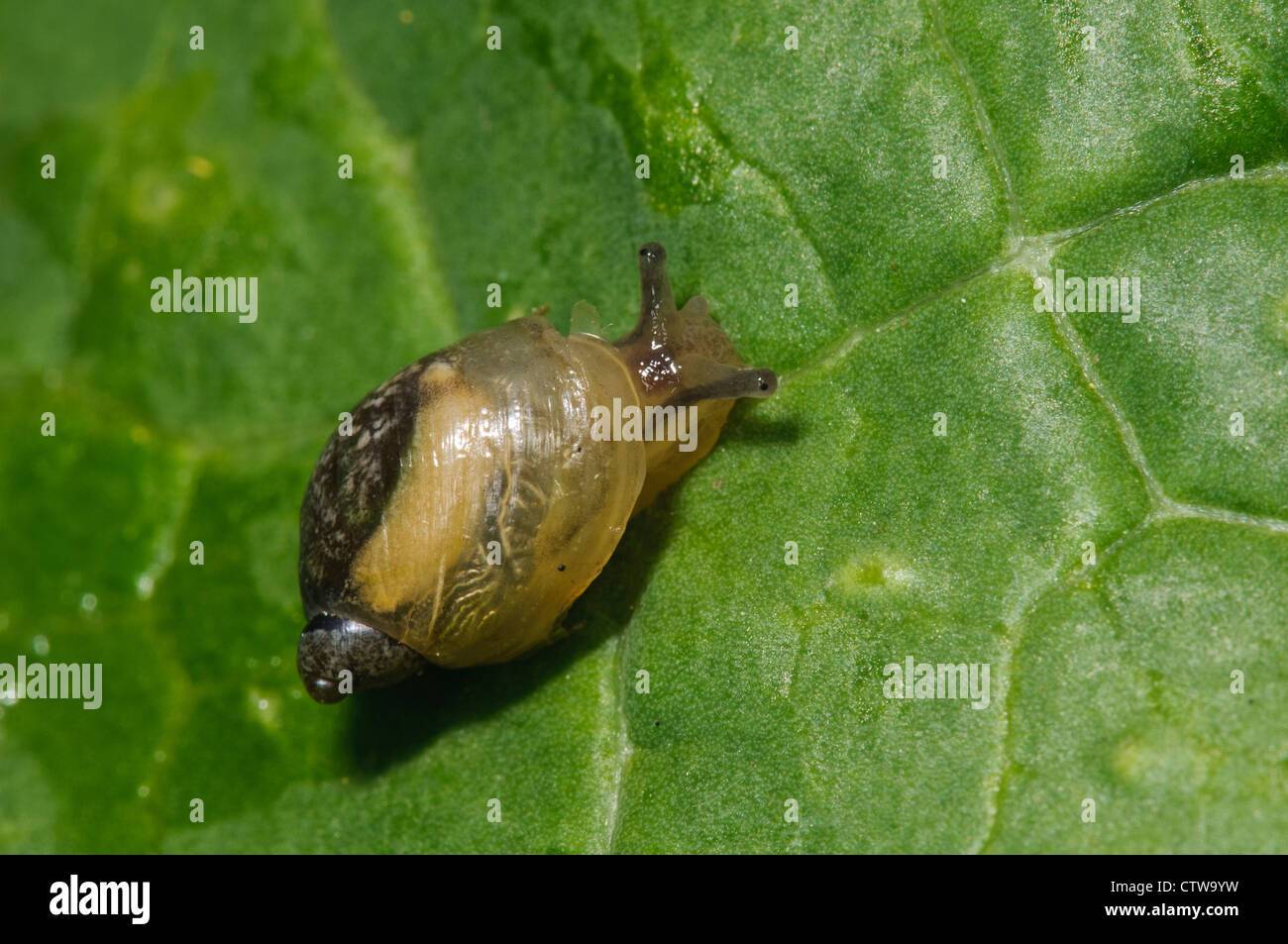 An amber snail (Succinea putris) on a leaf at Goring-on-Thames, south Oxfordshire. May. Stock Photo