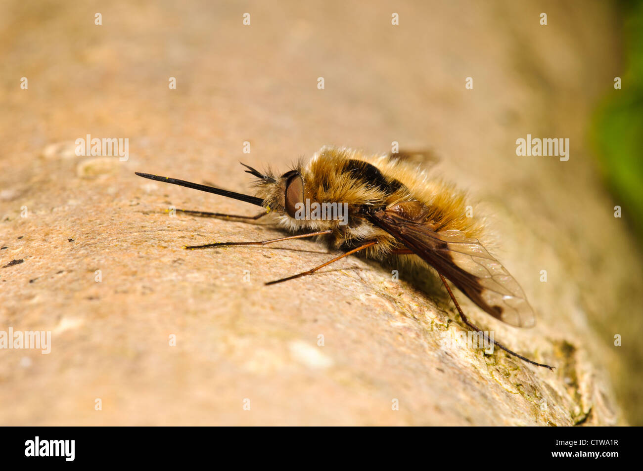 A bee fly (Bombylius major) basking on a tree branch at Goring-on-Thames, south Oxfordshire. May. Stock Photo