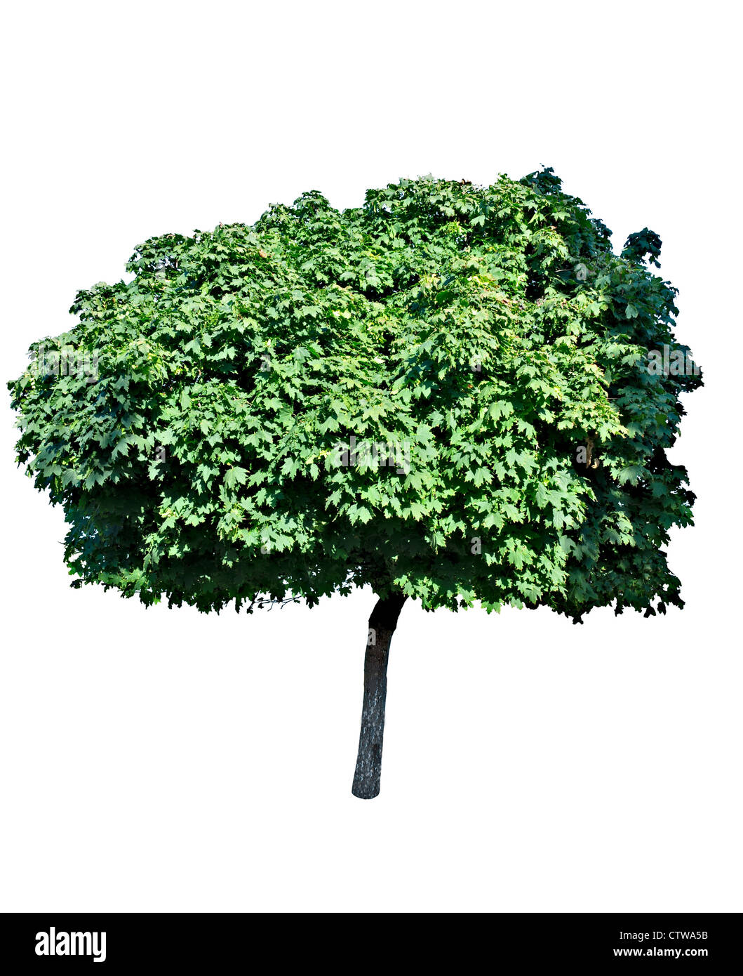 Old growth big leaf maple tree hi-res stock photography and images - Alamy