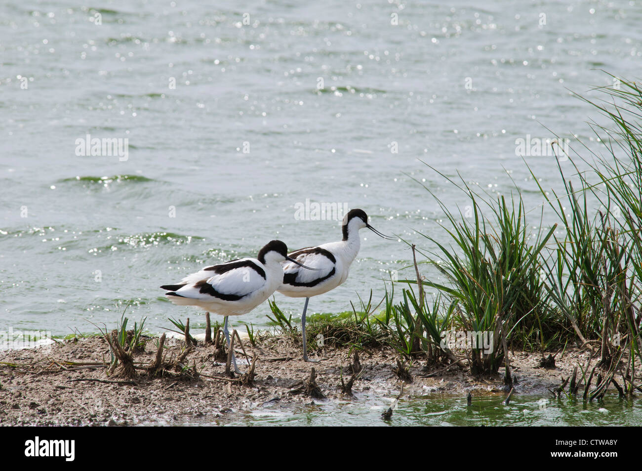 A pair of avocets (Recurvirostra avosetta) standing on a small island at Elmley Marshes National Nature Reserve, Isle of Sheppey Stock Photo