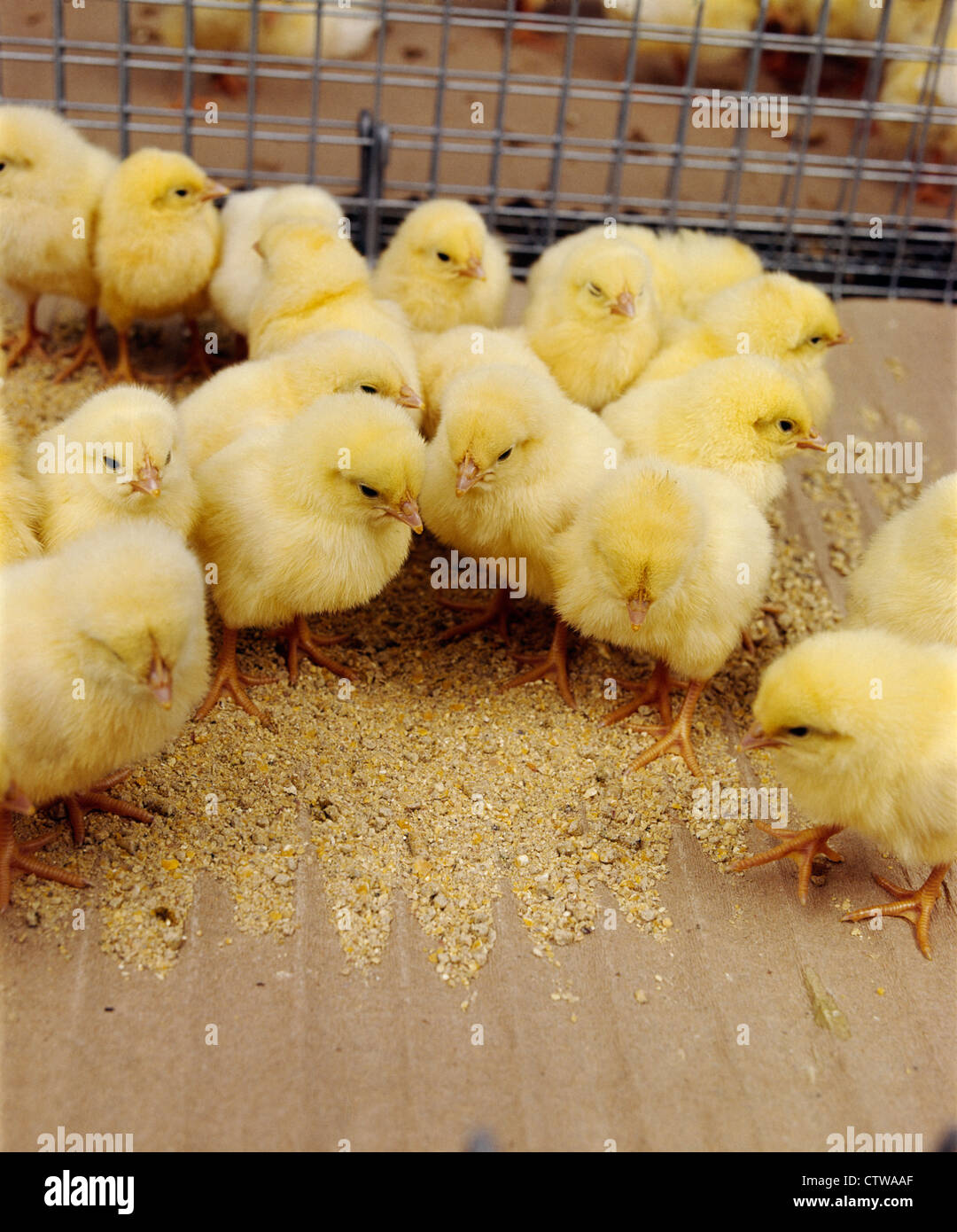 DAY OLD LAYER CHICKS Stock Photo Alamy