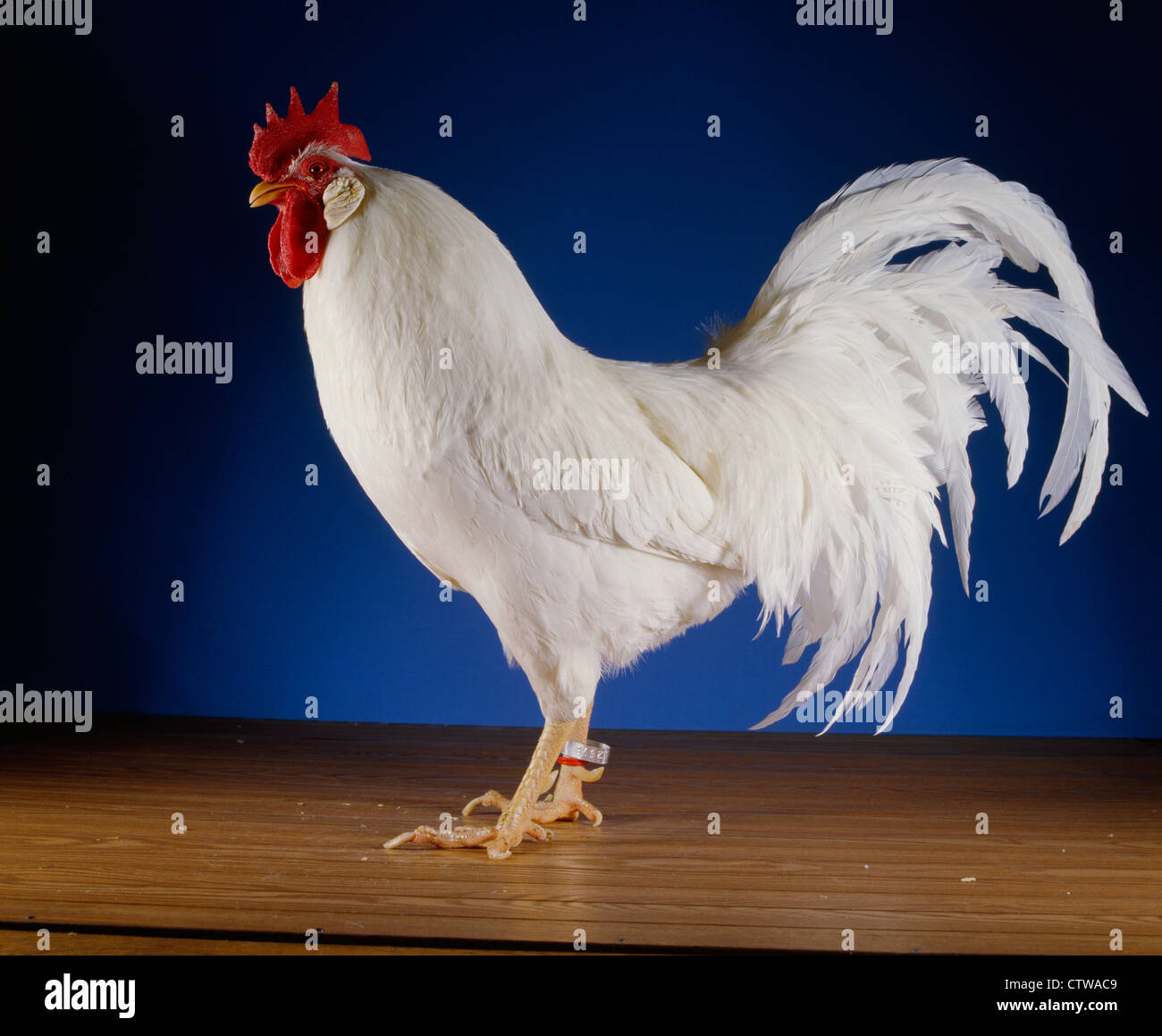 SINGLE COMB WHITE LEGHORN COCK / PENNSYLVANIA FARM SHOW, PENNSYLVANIA