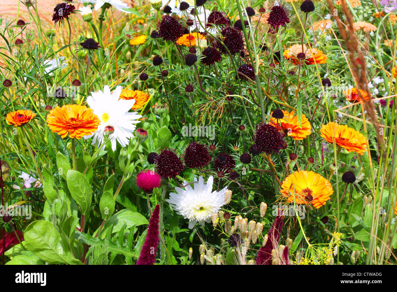 Colorful flowers in a garden Stock Photo - Alamy