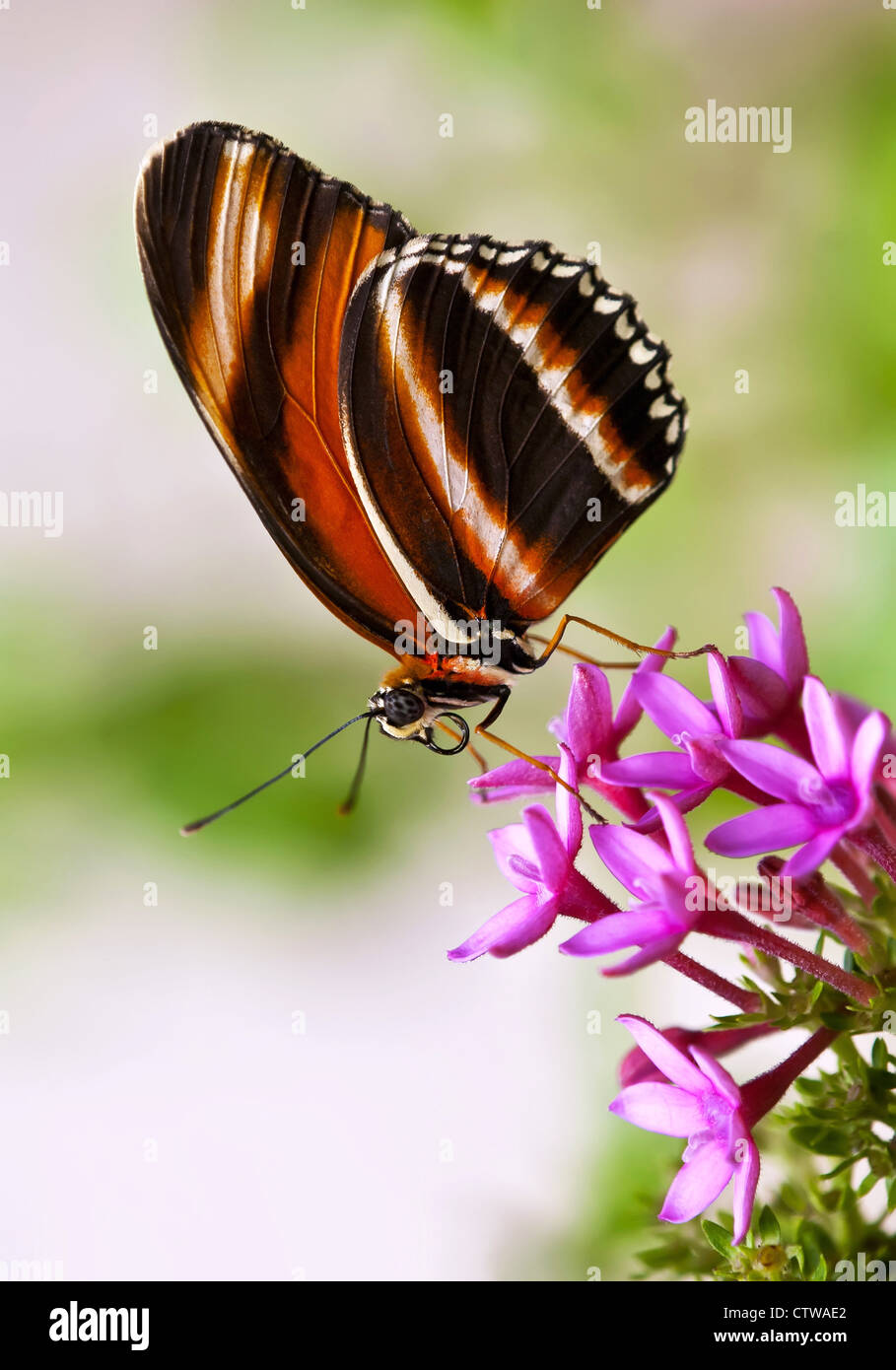 Banded Orange butterfly (Dryadula phaetusa) on pink star flowers Stock Photo