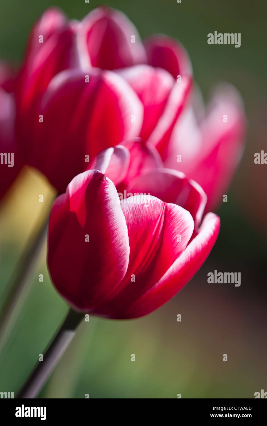 Red spring tulips in bloom Stock Photo - Alamy