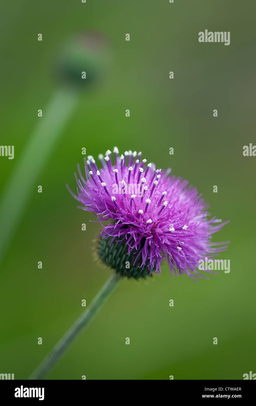 Purple thistle wildflowers on green background Stock Photo Alamy