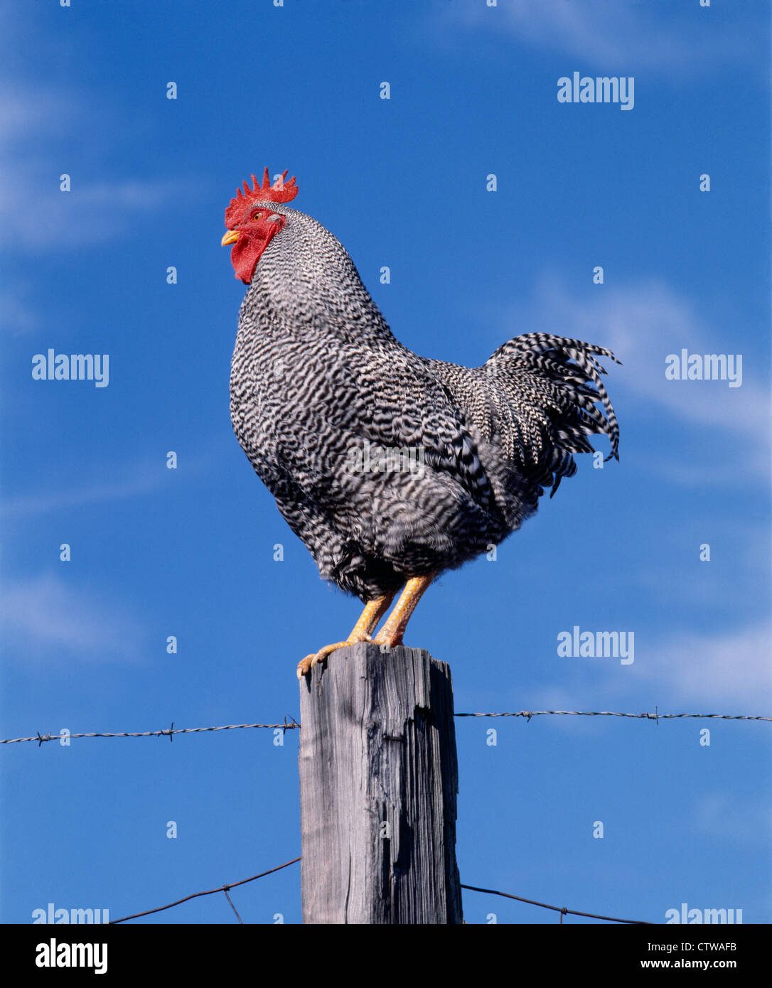 BARRED PLYMOUTH ROCK ROOSTER Stock Photo Alamy