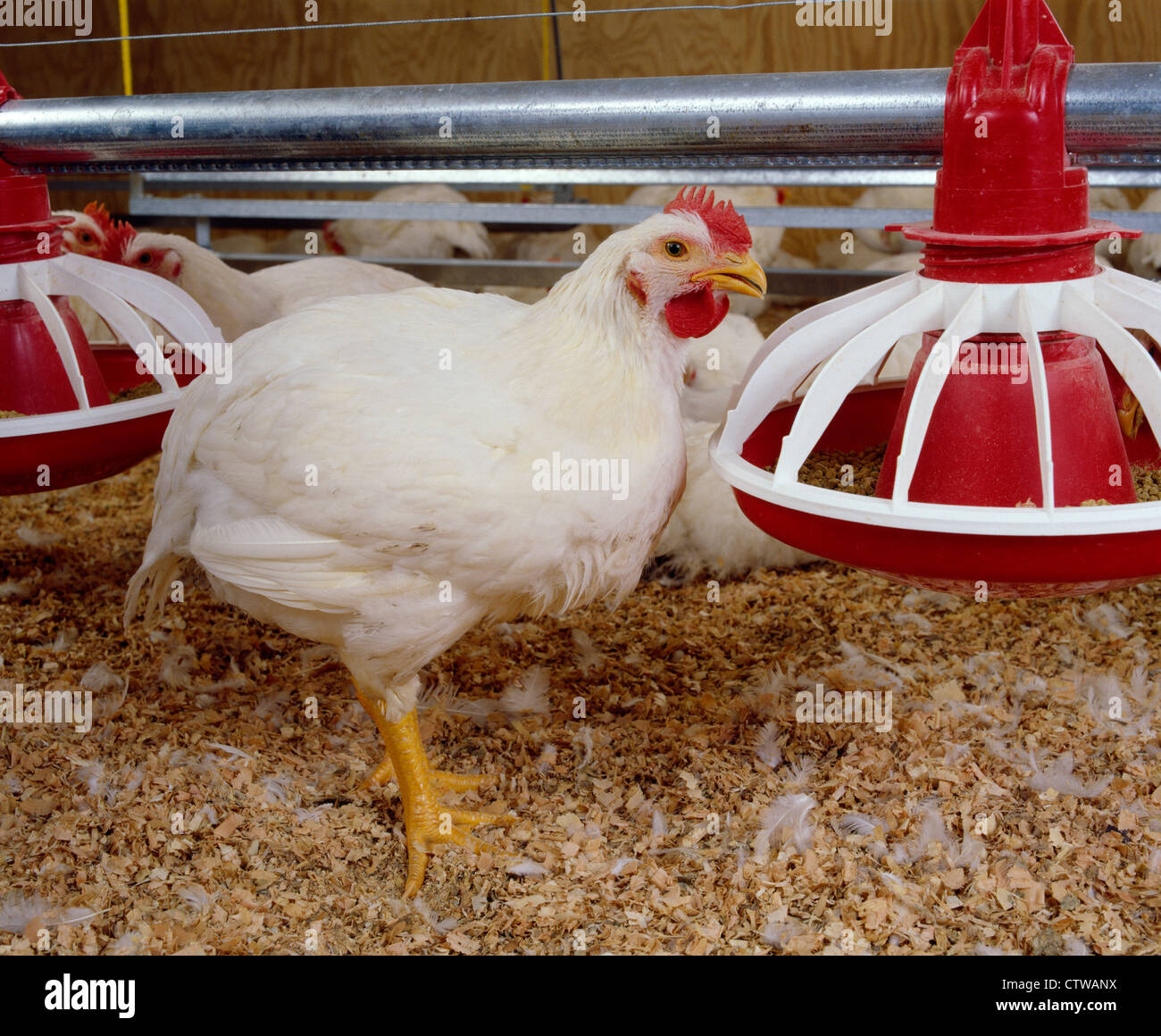 Hubbard chicken hires stock photography and images Alamy