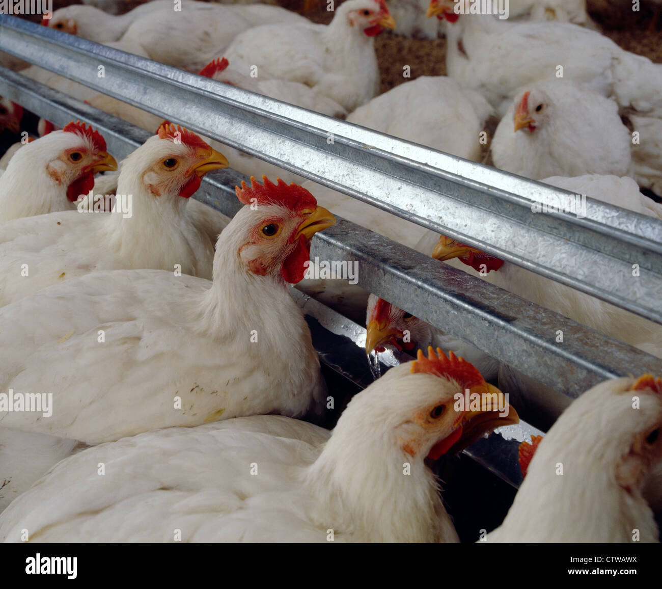 Hubbard chicken hires stock photography and images Alamy