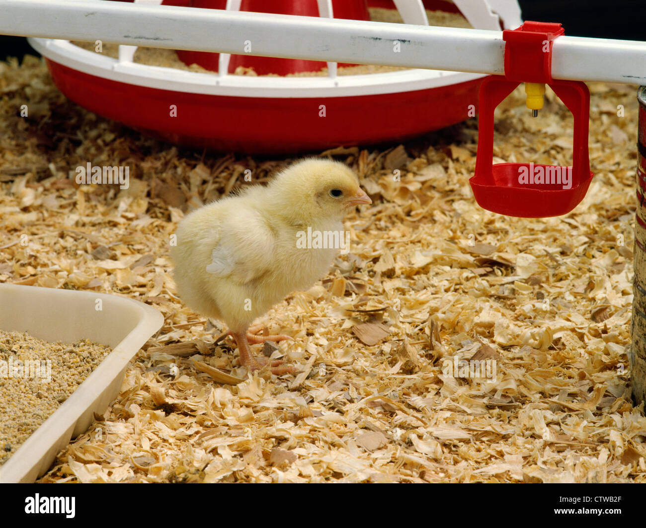 1 Week Old Chick On Wood Chips With Feeder Trays And Over Head