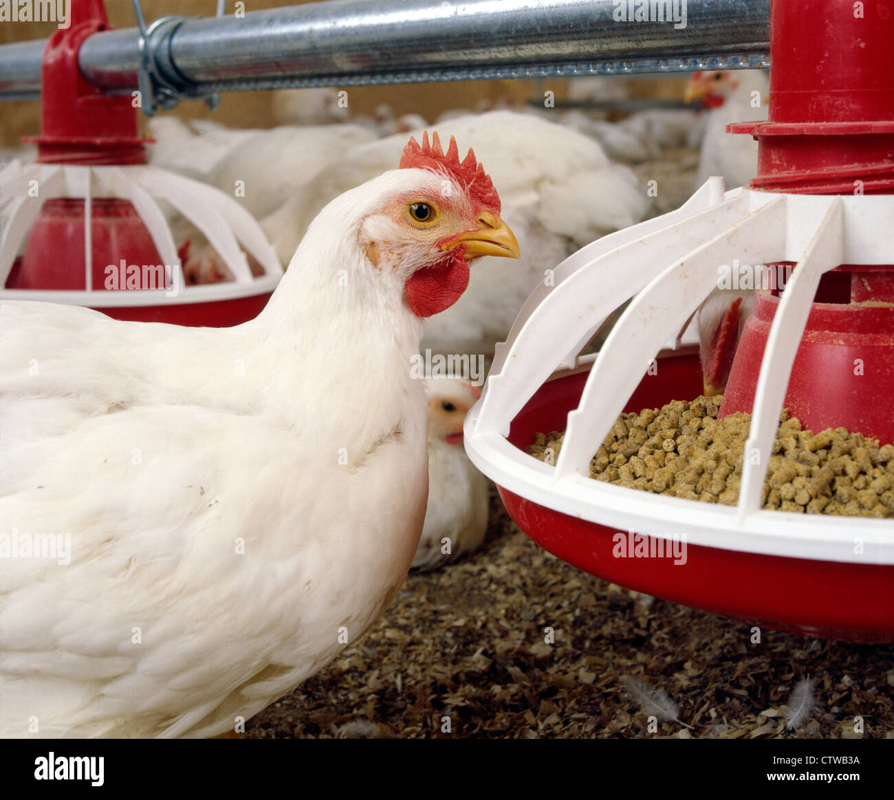 Hubbard chicken hires stock photography and images Alamy