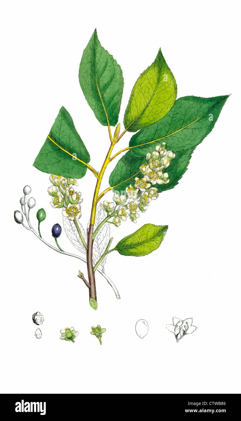 illustration of bird cherry by sowerby Stock Photo