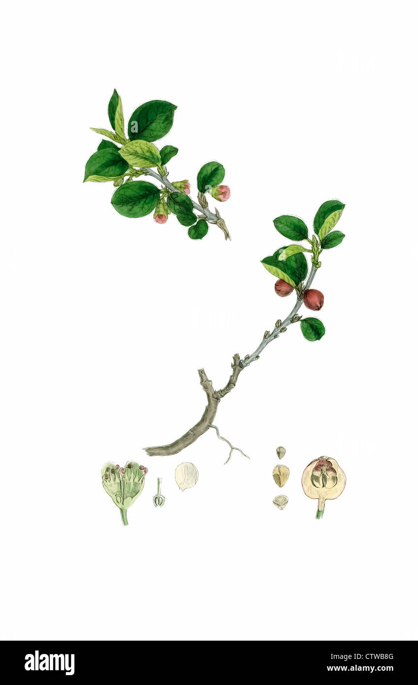illustration of common cotoneaster by sowerby Stock Photo