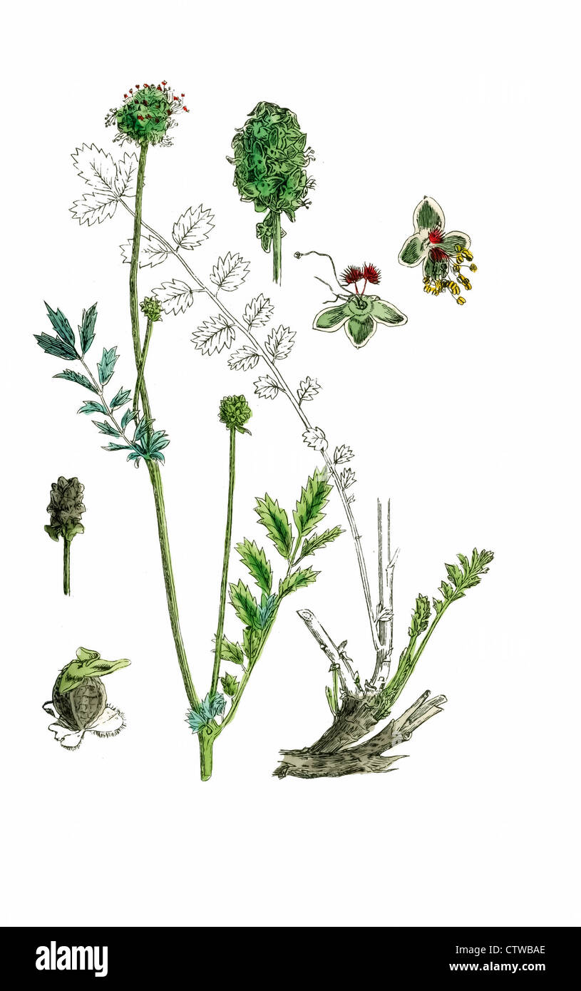 illustration of muricated salad burnet by Sowerby Stock Photo