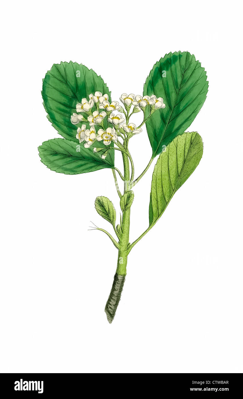 illustration of rock white beam, Rock Whitebeam, Sorbus rupicola - grows in limestone areas and typically out of rock faces, Stock Photo