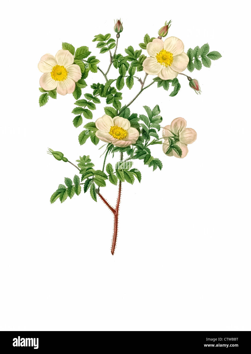 illustration of  rosa candolleana elegans the Candolle Rose Stock Photo