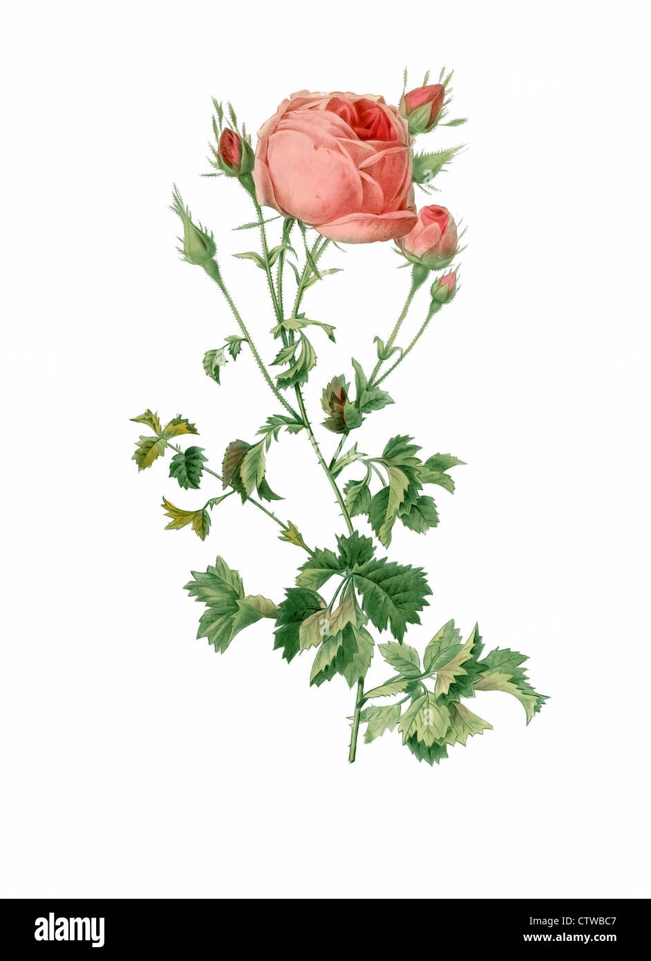 illustration of rosa centifolia bipinnata, Celery-leaved variety of Cabbage Rose, or rose de mai or provence rose Stock Photo