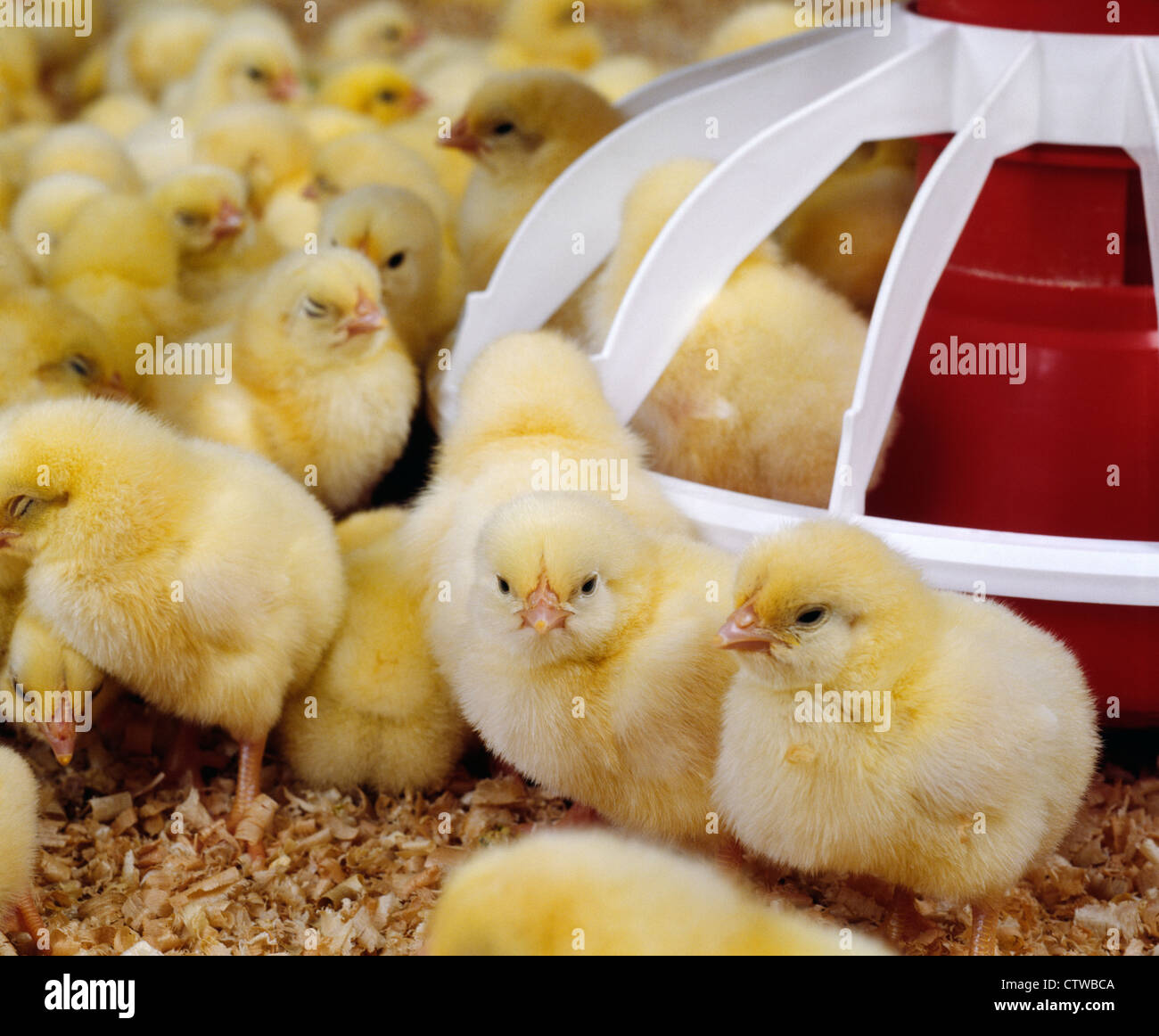 Hubbard chicken hires stock photography and images Alamy