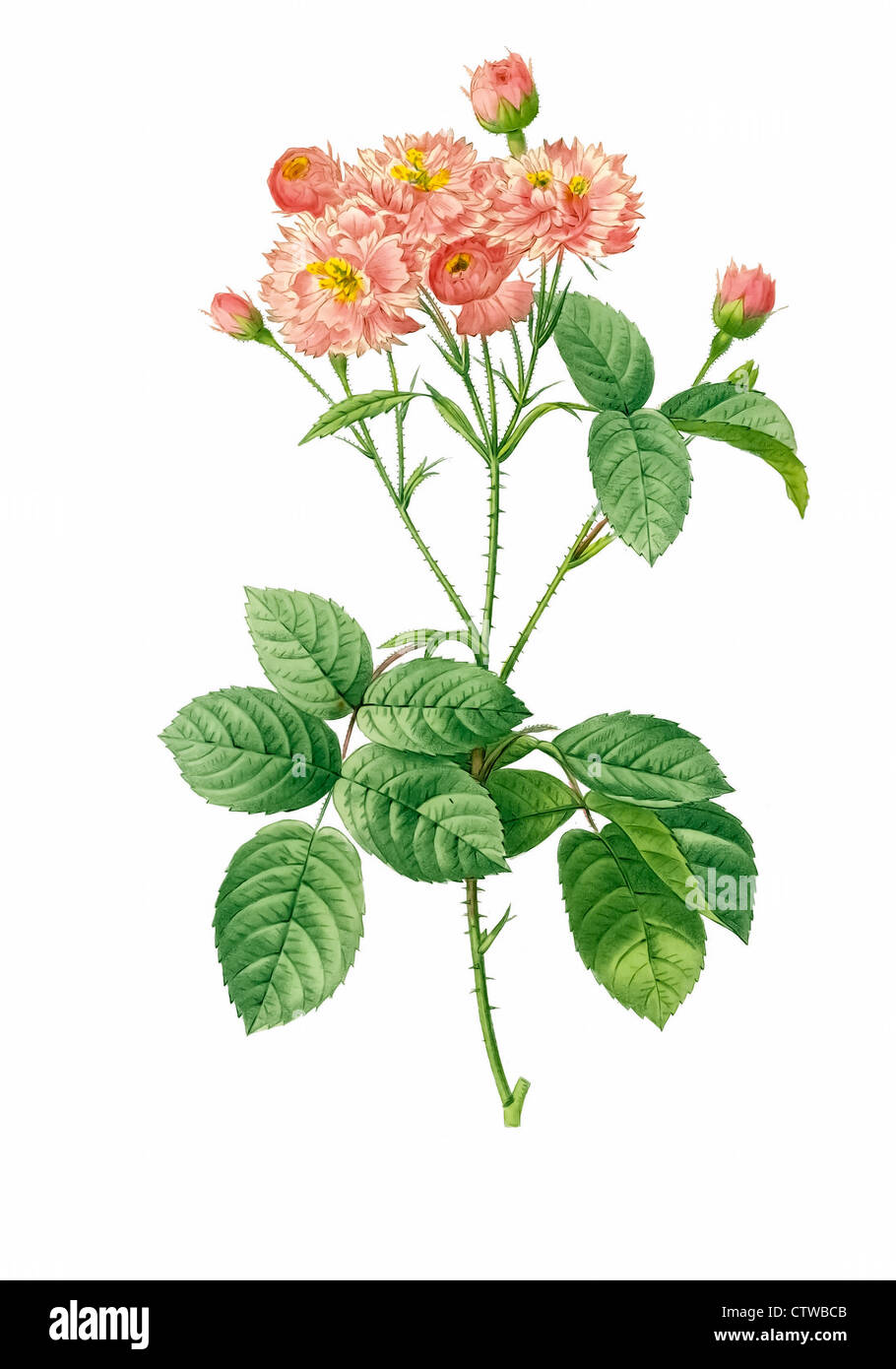 illustration of rosa centifolia caryphyllea, carnation rose - variation of provence rose or cabbage rose or Rose de Mai Stock Photo