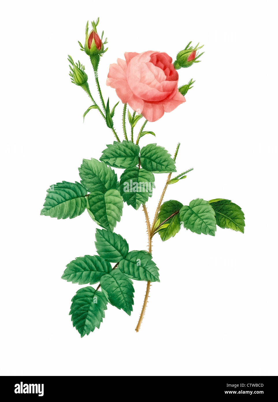 illustration of rosa centifolia crenata, medium pink centifolia, variation of provence rose or cabbage rose or Rose de Mai Stock Photo