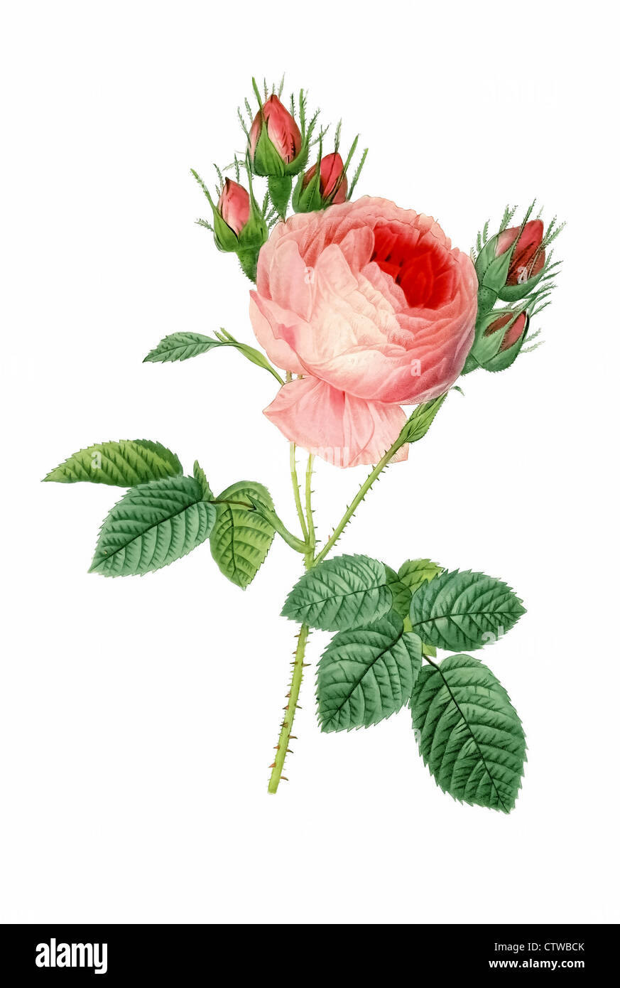 illustration of rosa centifolia, the provence rose or cabbage rose or Rose de Mai Stock Photo