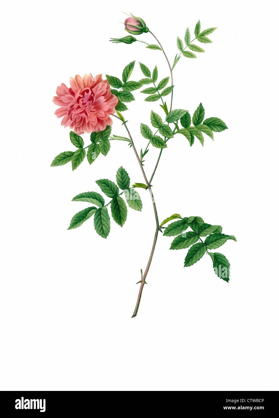 illustration of rosa cinnamomea maialis, Double May Rose Stock Photo