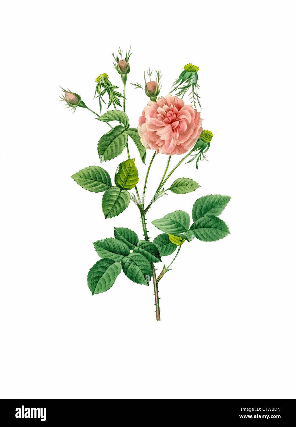 illustration of rosa gallica agatha incarnata, Rose de provence blanche Stock Photo